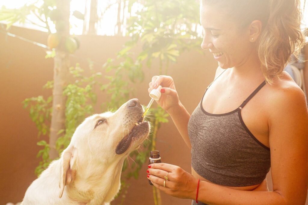 cbd oil for dogs and pets